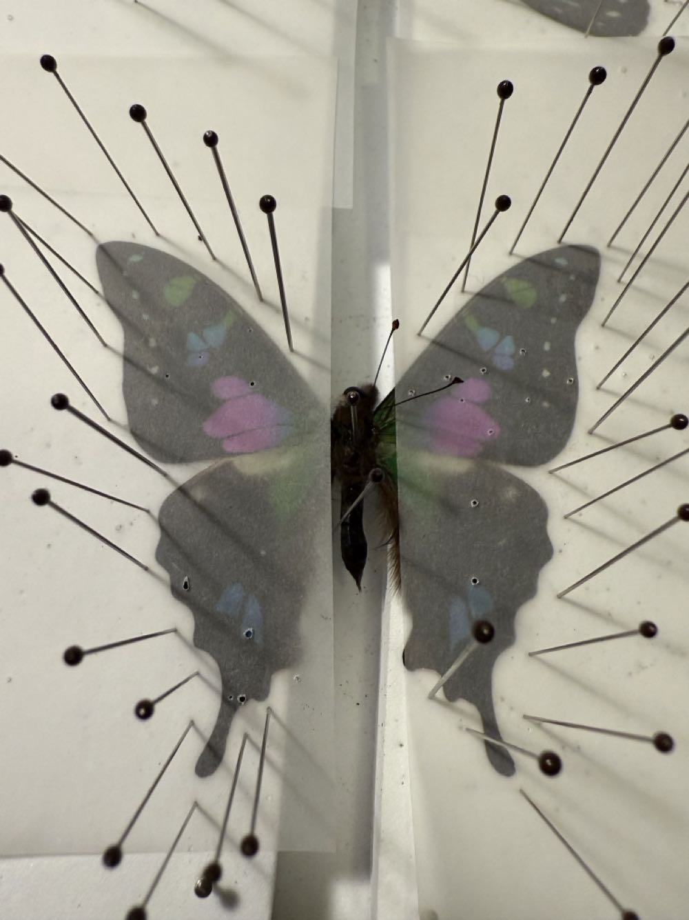 Purple Spotted Swallowtail   art collectible - Main Image 2