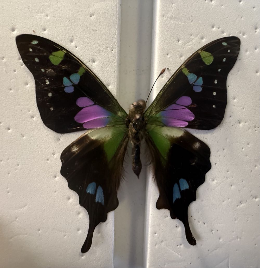 Purple Spotted Swallowtail   art collectible - Main Image 3