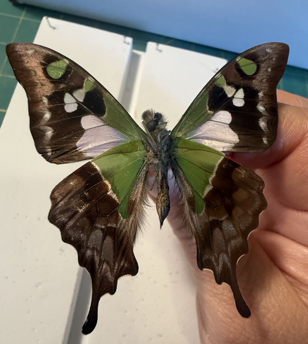 Purple Spotted Swallowtail   art collectible - Main Image 4