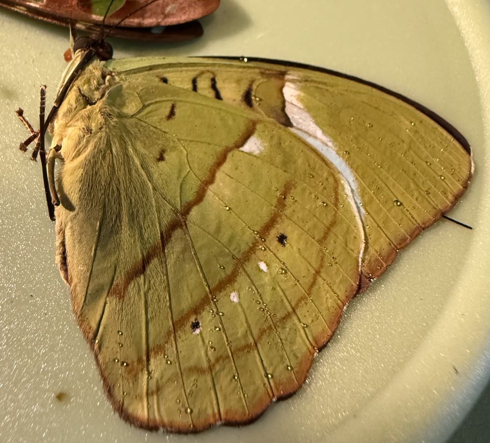 Hewitson’s Olivewing  art collectible - Main Image 2