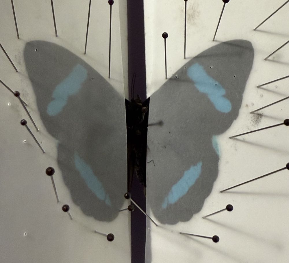 Hewitson’s Olivewing  art collectible - Main Image 3