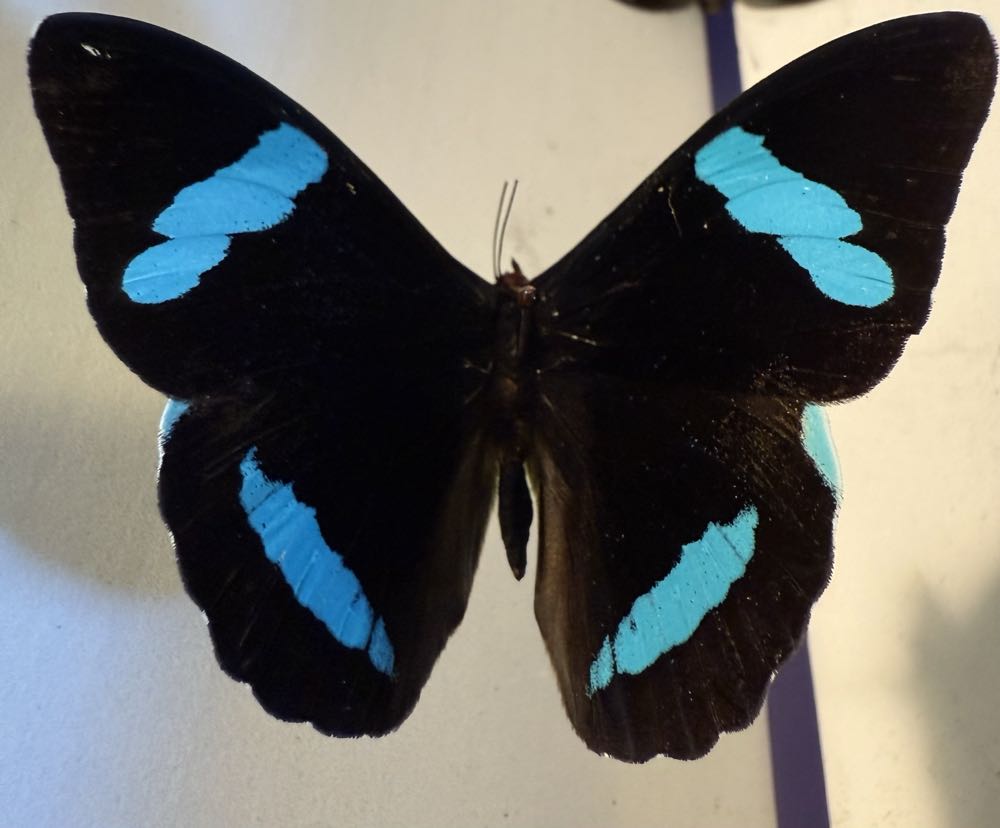 Hewitson’s Olivewing  art collectible - Main Image 4