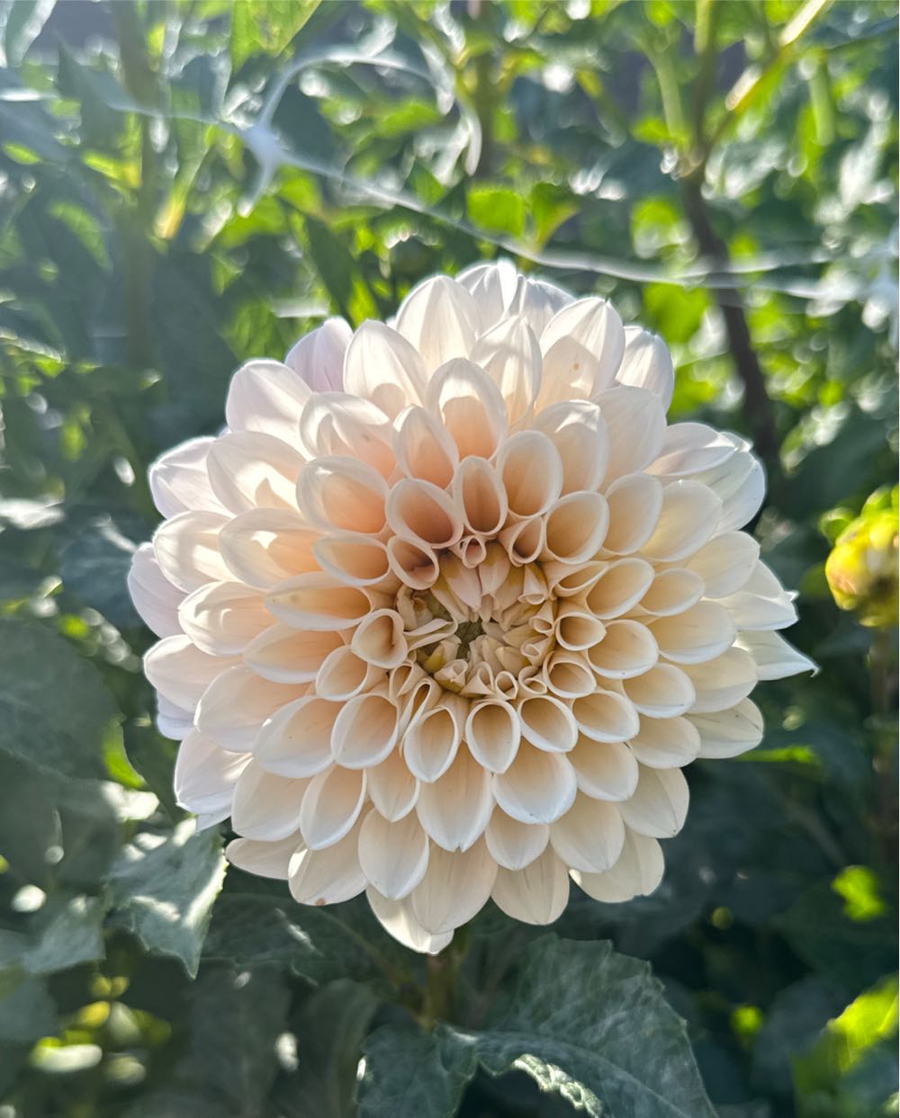 Mystery - West - D&D Blooms art collectible - Main Image 2