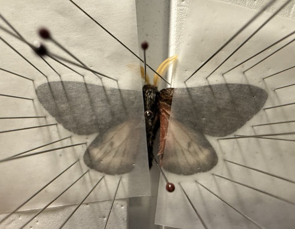 Doris’ Pinemoth  art collectible - Main Image 2