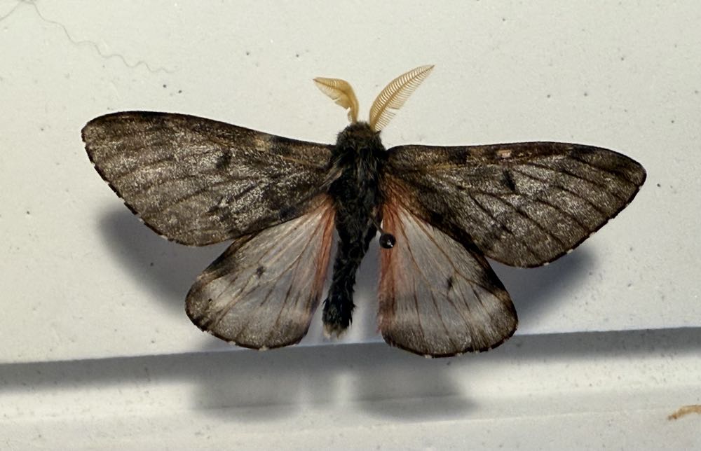 Doris’ Pinemoth  art collectible - Main Image 3