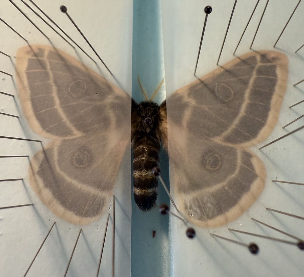 Rocky Mountain Agapema Moth  art collectible - Main Image 2