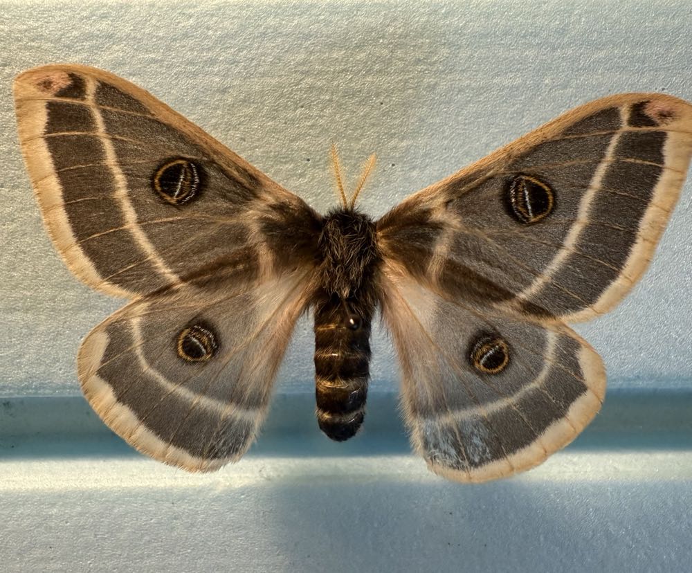 Rocky Mountain Agapema Moth  art collectible - Main Image 3