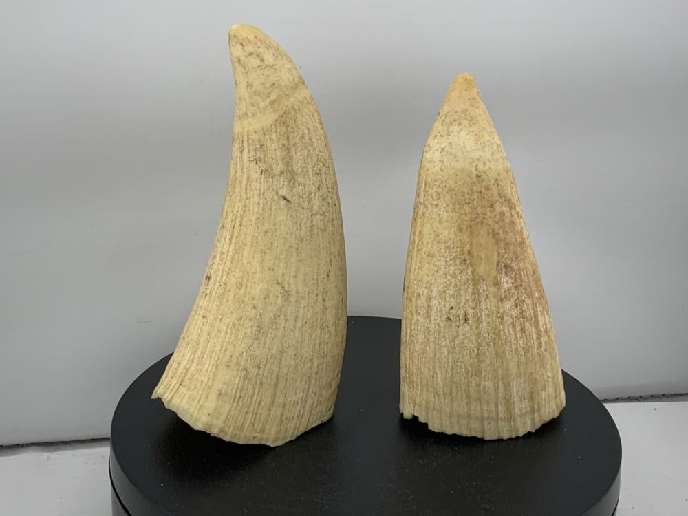 Hofbauer The Byrdes Collection Crystal Bird Dish 