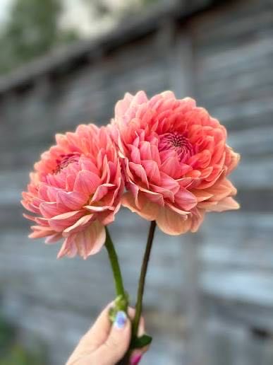 The Black Cat Chronicles - The Drop