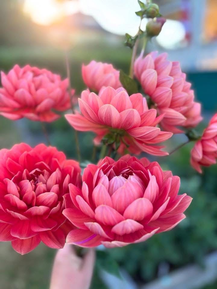 Sad Little Guinea Pigs