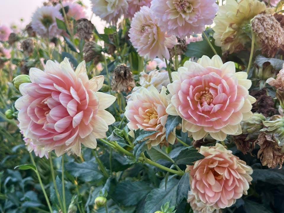 Meissen Blue Onion Large Oval Serving Platter