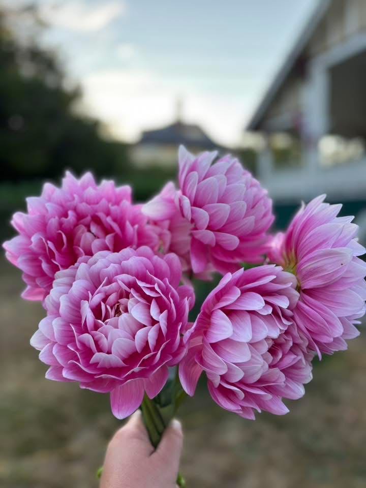 Sad Little Guinea Pigs