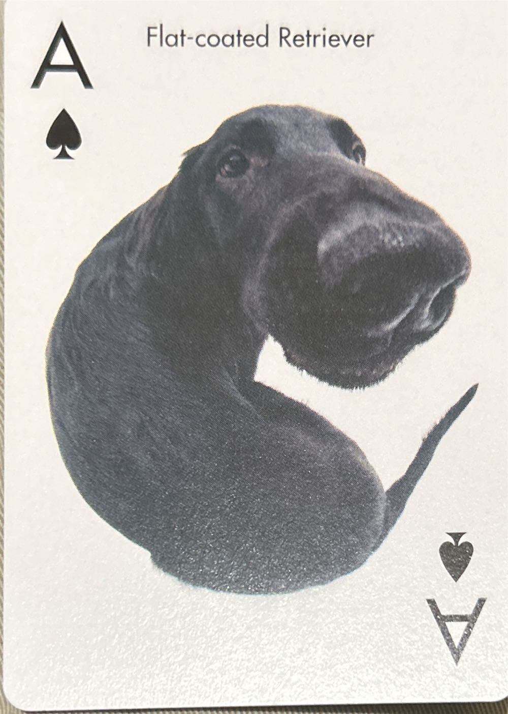 Artlist Collection The Dog Playing Cards   board game collectible [Barcode 073854010501] - Main Image 3