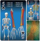 Ring of Fire : Drinking Game