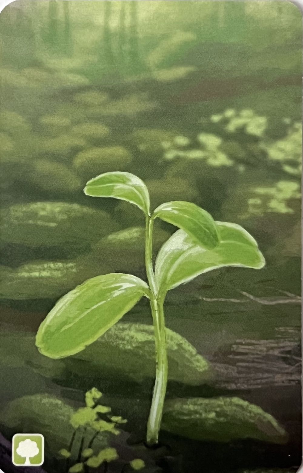 Forest Shuffle: Cardinal / Say’s Firefly Promo P008  board game collectible - Main Image 2