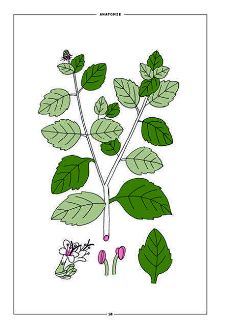 Le Patchouli En Parfumerie Cahiers Des Naturels French Edition  board game collectible [Barcode 9782370630902] - Main Image 3
