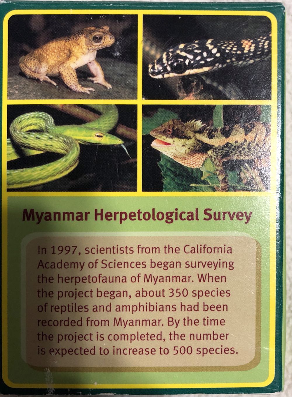 Herpetology Hoopla  board game collectible - Main Image 2