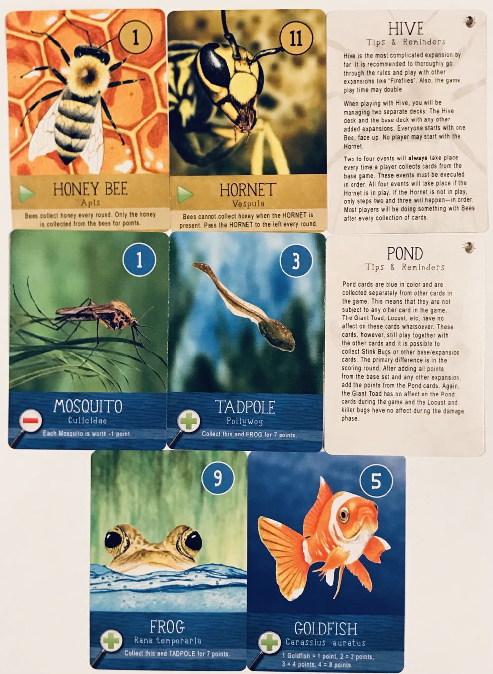 Backyard Bugs: Expansions  (3-5) board game collectible - Main Image 4