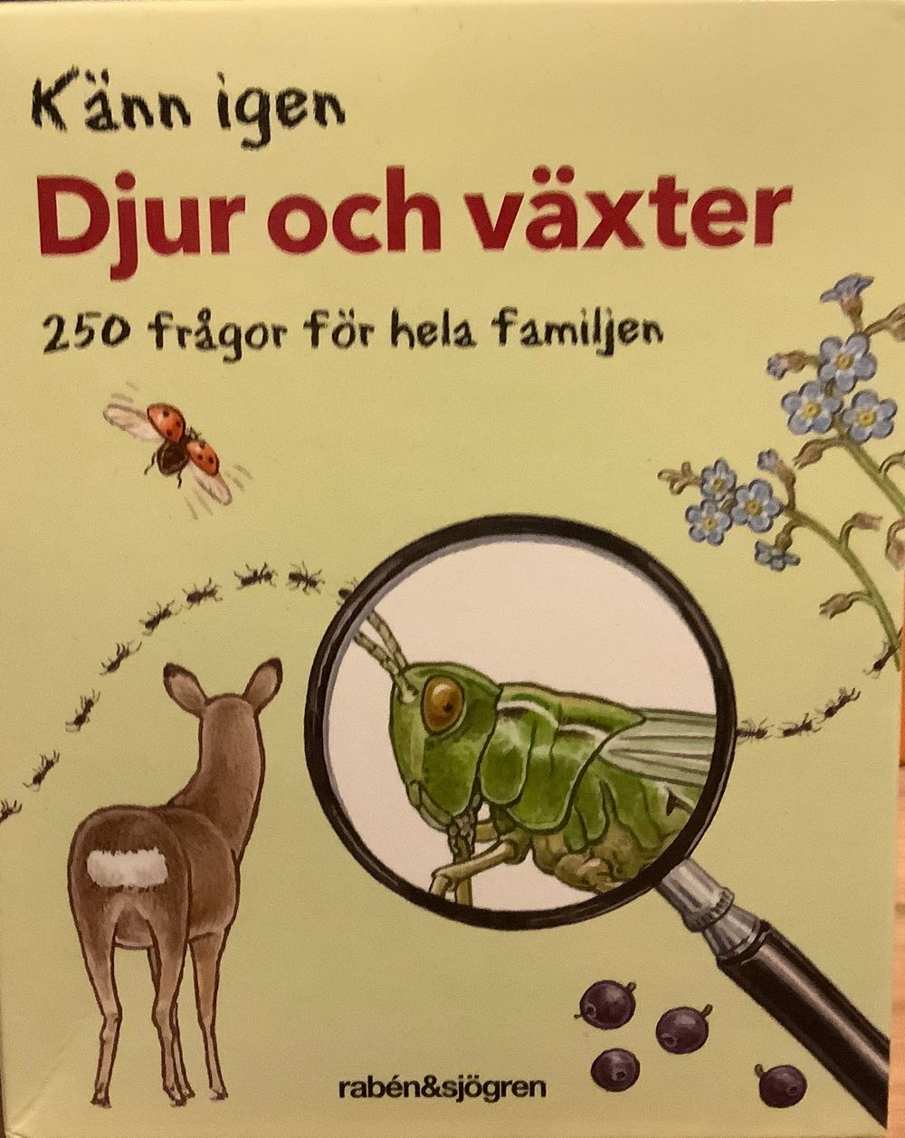 Special Wooden Dice Set