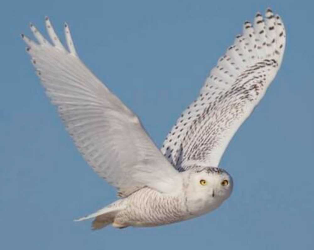 Wingspan: Large Snowy Owl First Player Token  (1-5) board game collectible - Main Image 2