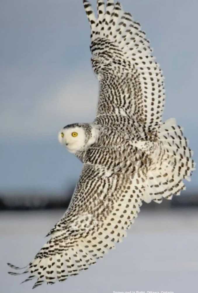 Wingspan: Large Snowy Owl First Player Token  (1-5) board game collectible - Main Image 3