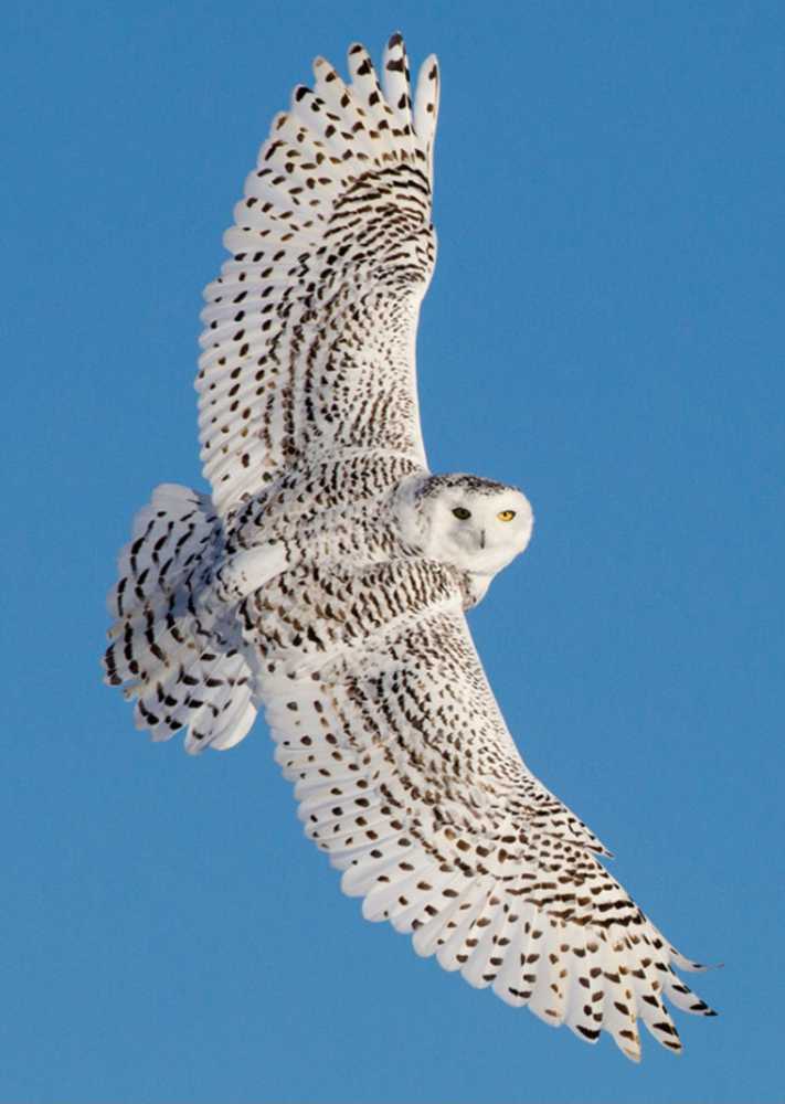 Wingspan: Large Snowy Owl First Player Token  (1-5) board game collectible - Main Image 4