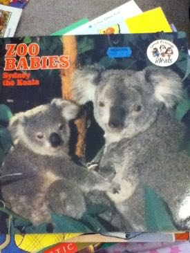 Zoo Babies Sydney The Koala