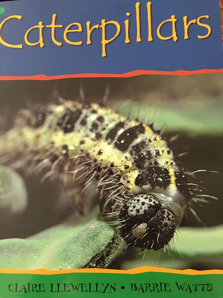 The Art of Racing in the Rain