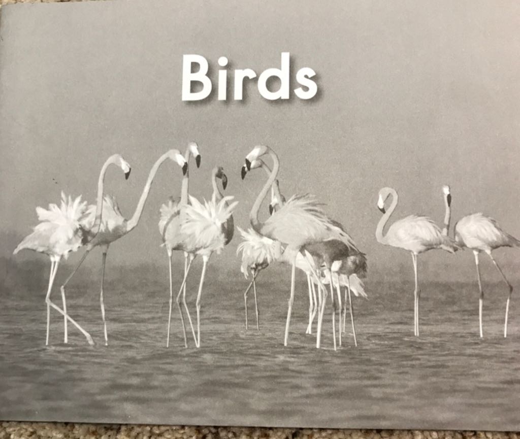 Birds - DK (Heinemann) book collectible [Barcode 9780325017730] - Main Image 1