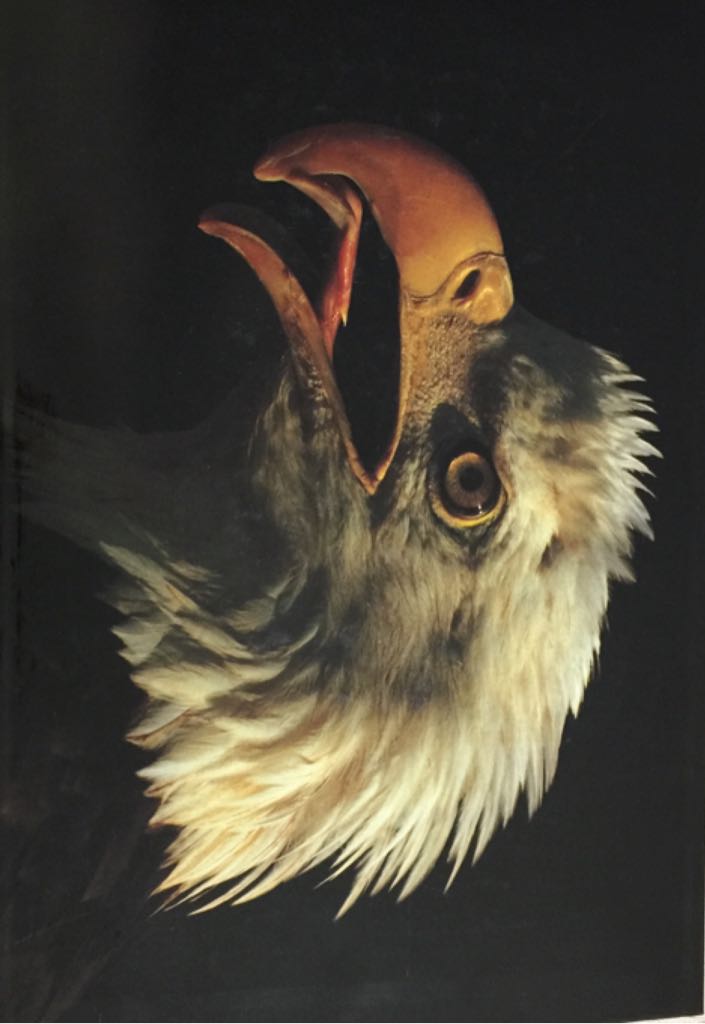 Alaska - Dennis Stock (Abrams, Harry N. Inc.) book collectible [Barcode 9780517404157] - Main Image 2