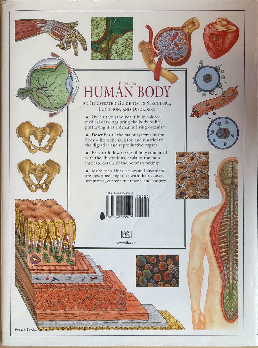 The Human Body - Sally Morgan (Dk Pub - Hardcover) book collectible [Barcode 9781564589927] - Main Image 2