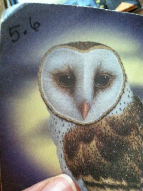 Guardians of Ga’Hoole 4: The Siege - Kathryn Lasky (Scholastic Paperbacks - Paperback) book collectible [Barcode 9780439405607] - Main Image 2