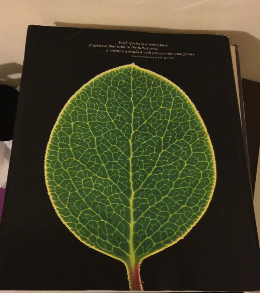 Witness - Awana book collectible - Main Image 2