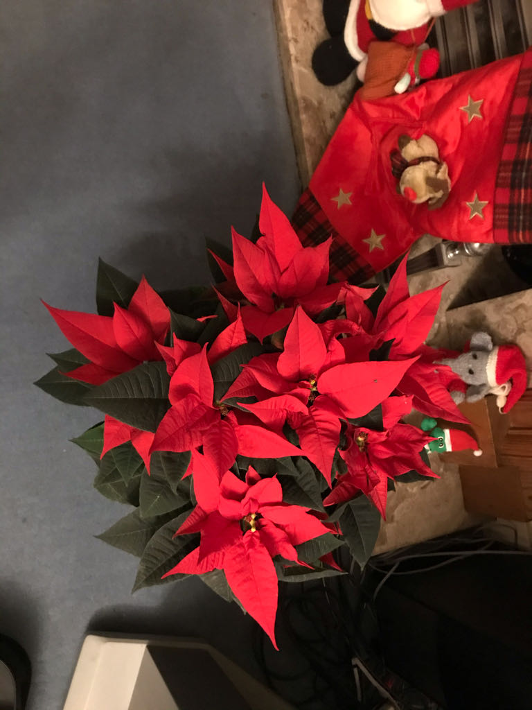 Imperium - Robert Harris (Hutchinson - Hardcover) book collectible [Barcode 9780091800956] - Main Image 2