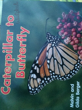 Caterpillar To Butterfly - Melvin Berger (Scholastic Inc. - Paperback) book collectible [Barcode 9780439574839] - Main Image 1