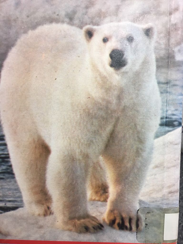 Bears  book collectible - Main Image 2