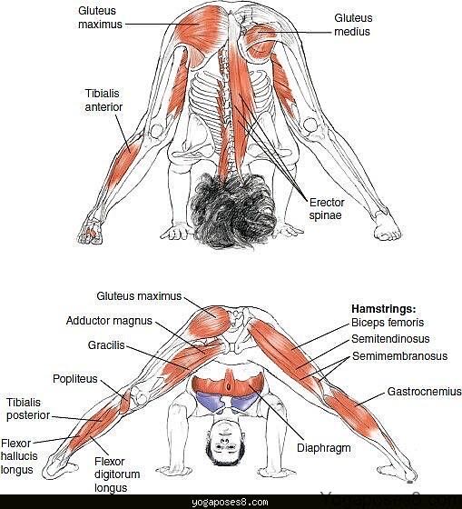 Yoga anatomy - Leslie Kaminoff (- Paperback) book collectible [Barcode 9780736062787] - Main Image 3