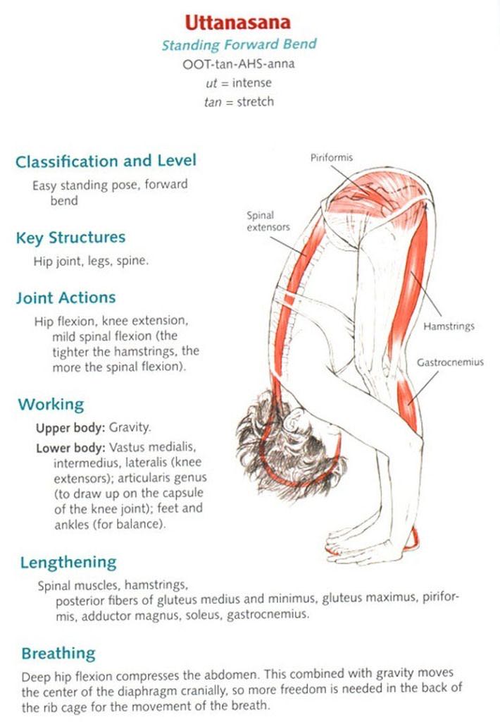 Yoga anatomy - Leslie Kaminoff (- Paperback) book collectible [Barcode 9780736062787] - Main Image 4