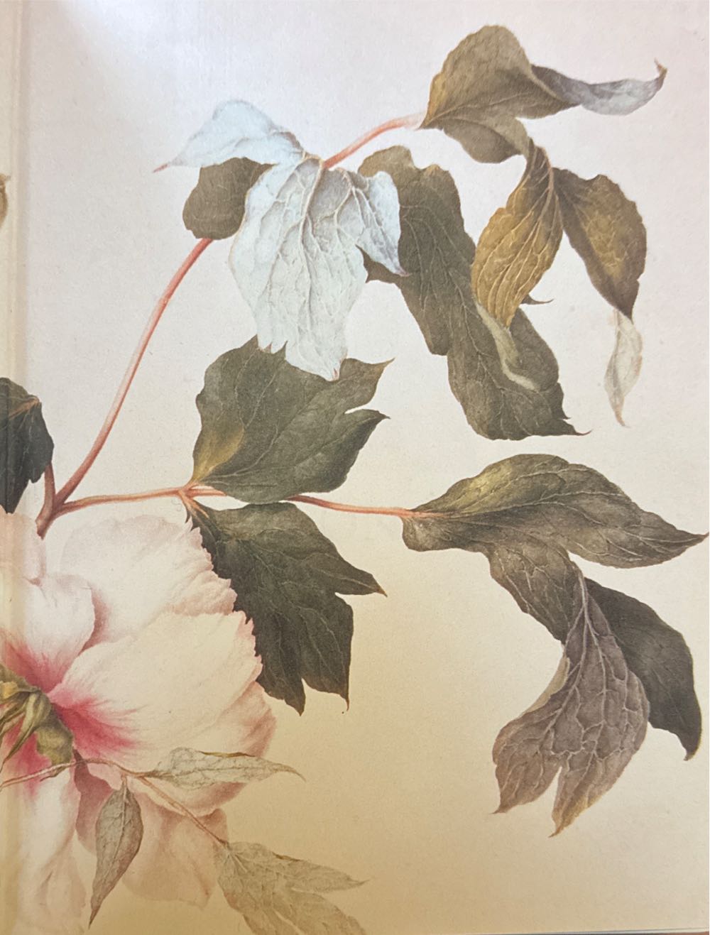 Image 3594388