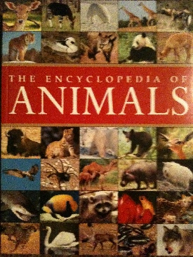 The Cupid Chronicles