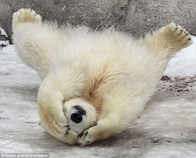 Polar Bears