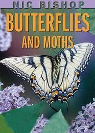 Butterflies And Moths