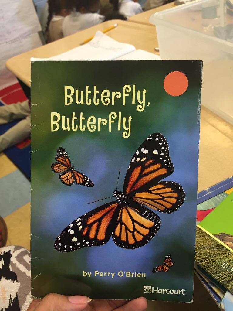 Butterfly Butterfly