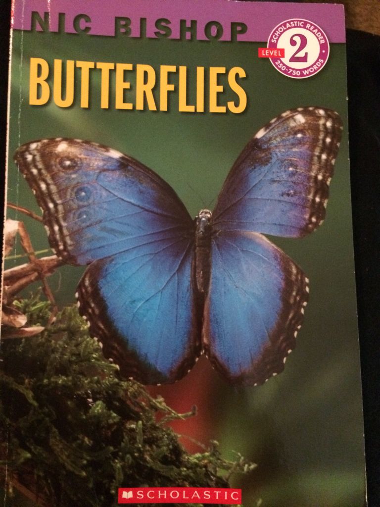 Butterflies - Susan Ashley (Scholastic) book collectible [Barcode 9780545284349] - Main Image 1