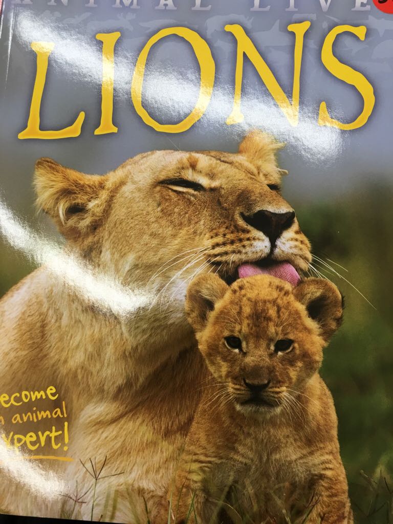 Animal Lives: Lions