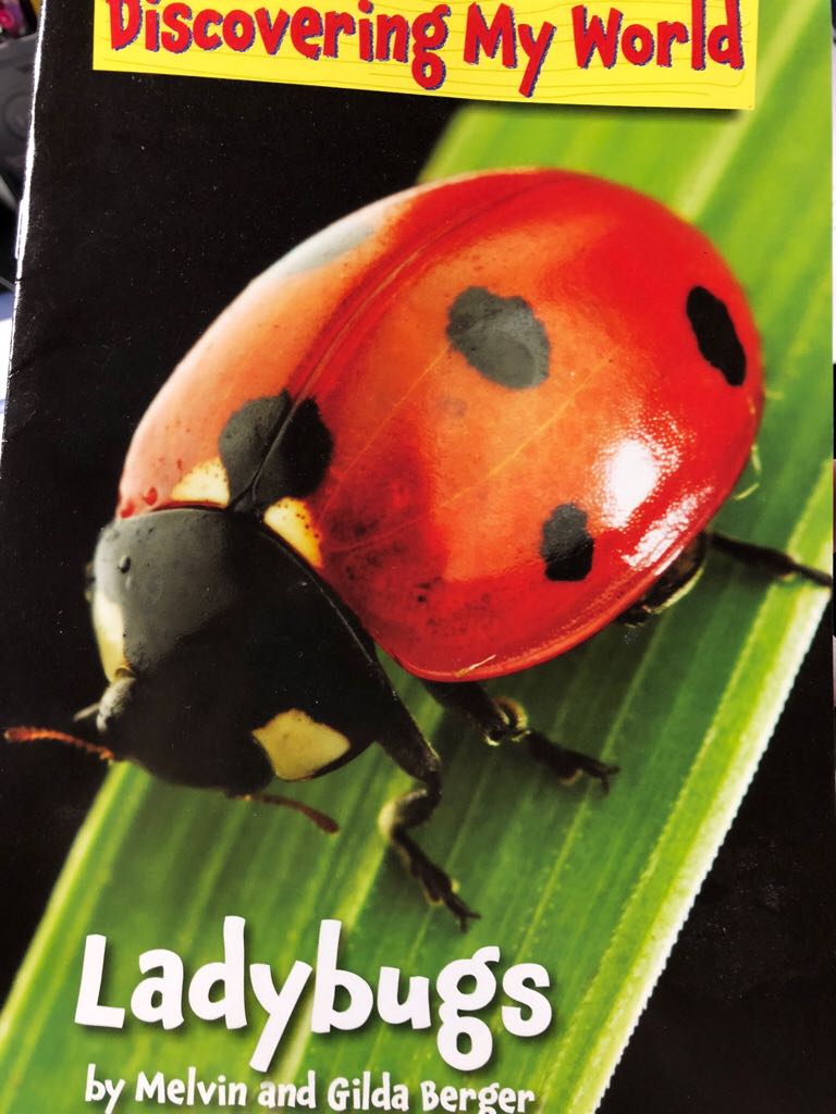 Ladybugs