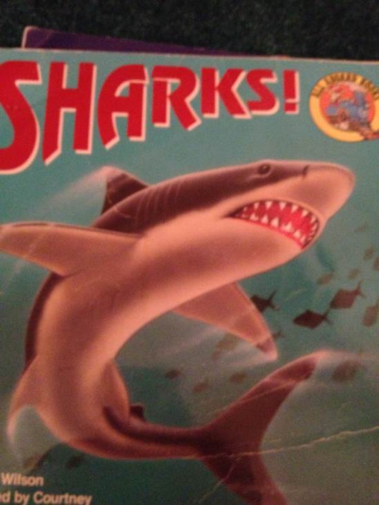 Sharks!