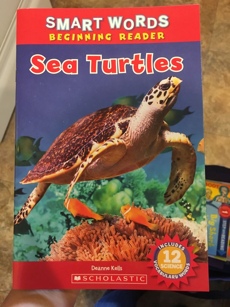 Sea Turtles
