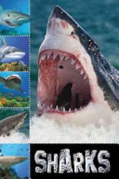 Sharks