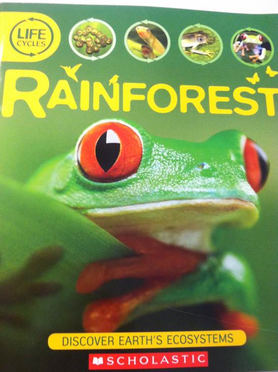 Rain Forest